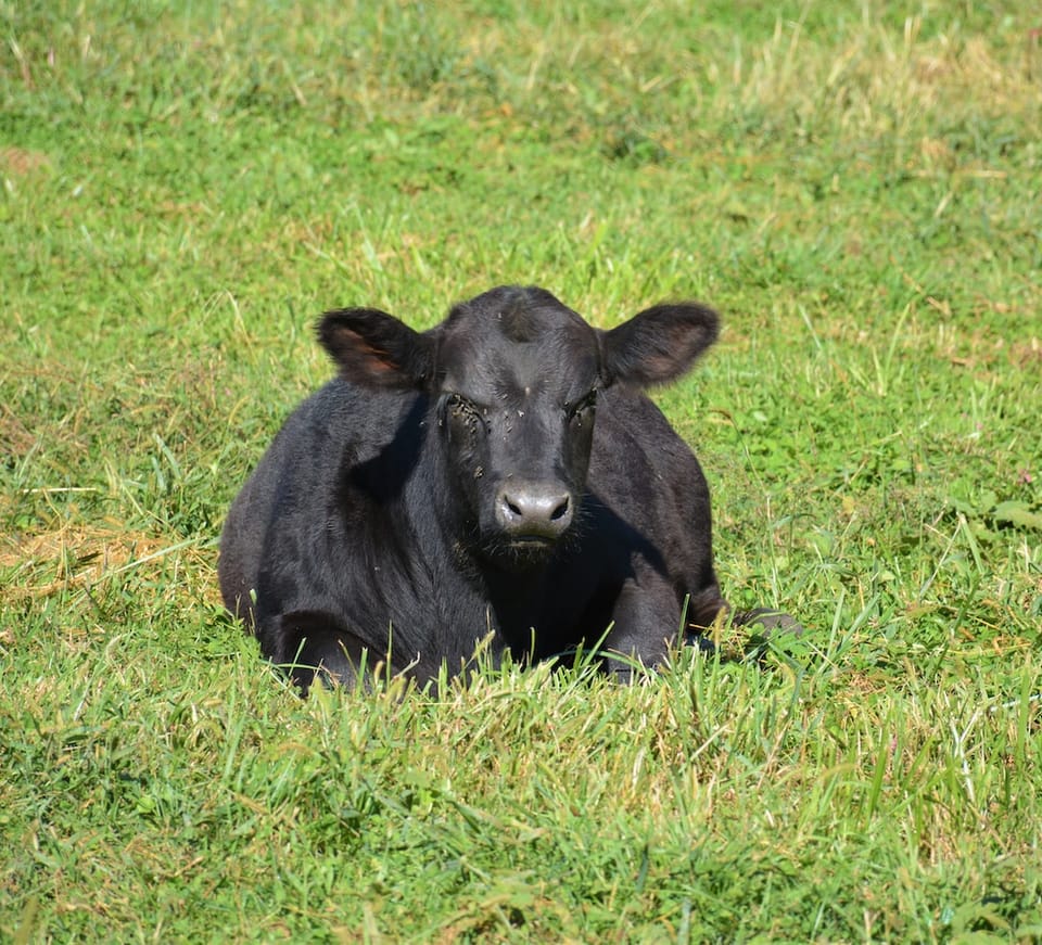 Unhappy black cow covered in flies on green grass field during daytime.